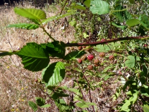 himalayanblackberry
