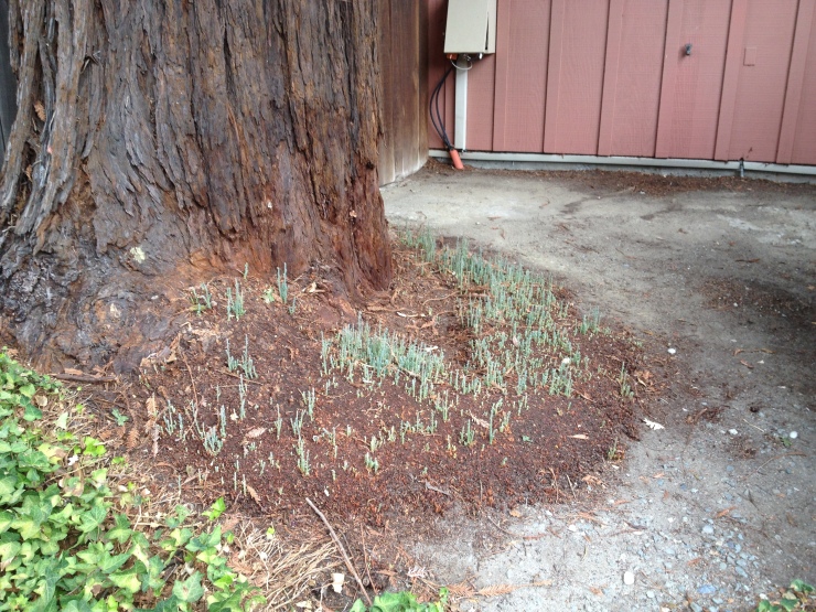Redwood with Shoots