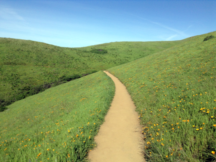 Green grass and spring flowers on a trail leading over a mountain