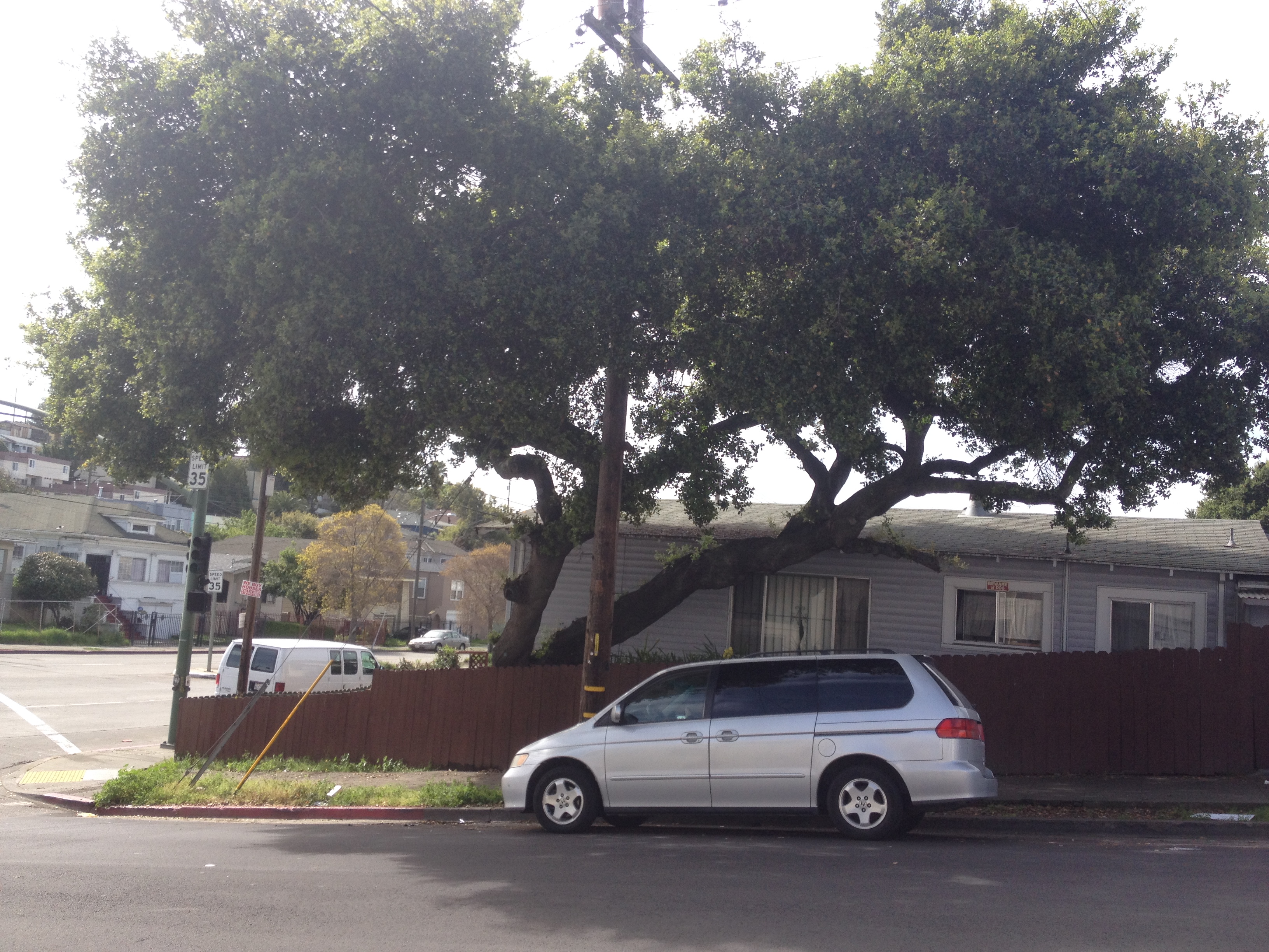 Oak tree in a yard in Oakland